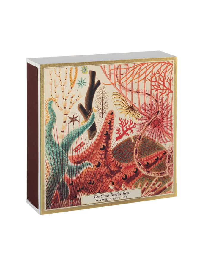 trinity-allumettes-great-barrier-reef-archivist-2