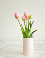 trinity-fausses-tulipes-nodito-roses-1
