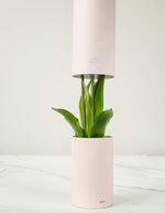 trinity-fausses-tulipes-nodito-roses-2