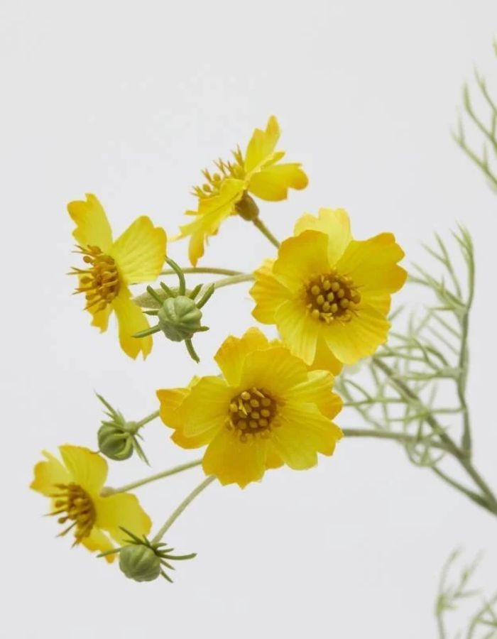 trinity-fleur-artificielle-cosmos-jaune-enzo-de-gasperi-2