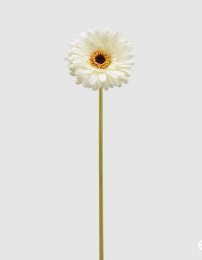 trinity-fleur-artificielle-gerbera-ivoire-enzo-de-gasperi-1