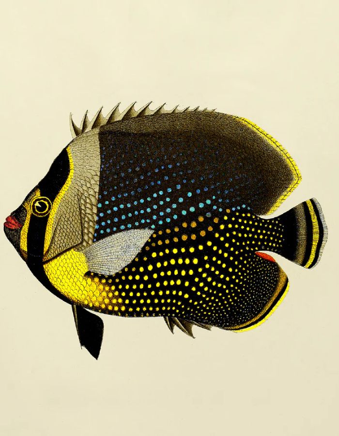 trinity-illustration-encadree-black-fish-the-dybdahl-co-3