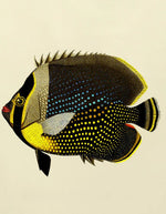 trinity-illustration-encadree-black-fish-the-dybdahl-co-3