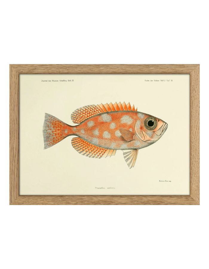 trinity-illustration-encadree-blotched-bigeye-the-dybdahl-co-1