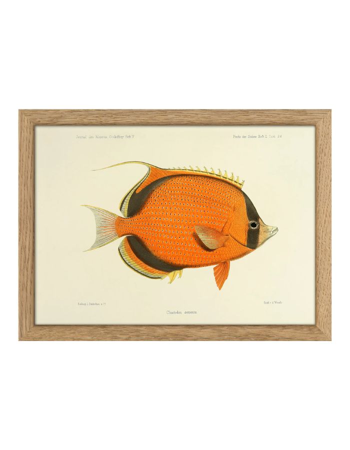trinity-illustration-encadree-dotted-butterflyfish-the-dybdahl-co-1