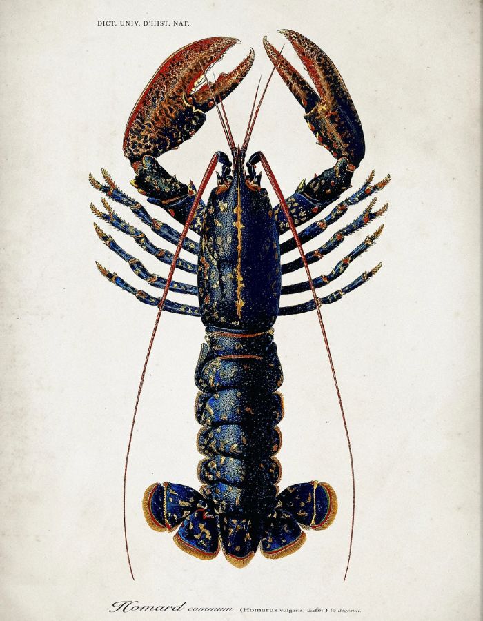 trinity-illustration-encadree-lobster-the-dybdahl-co-4