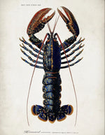trinity-illustration-encadree-lobster-the-dybdahl-co-4