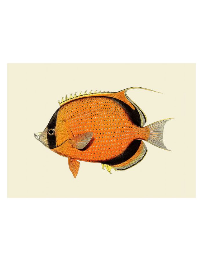 trinity-illustration-encadree-ninja-fish-the-dybdahl-co-4