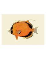 trinity-illustration-encadree-ninja-fish-the-dybdahl-co-4