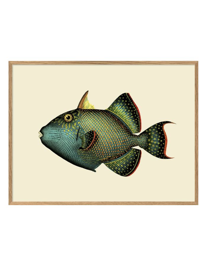trinity-illustration-encadree-trigger-fish-the-dybdahl-co-1