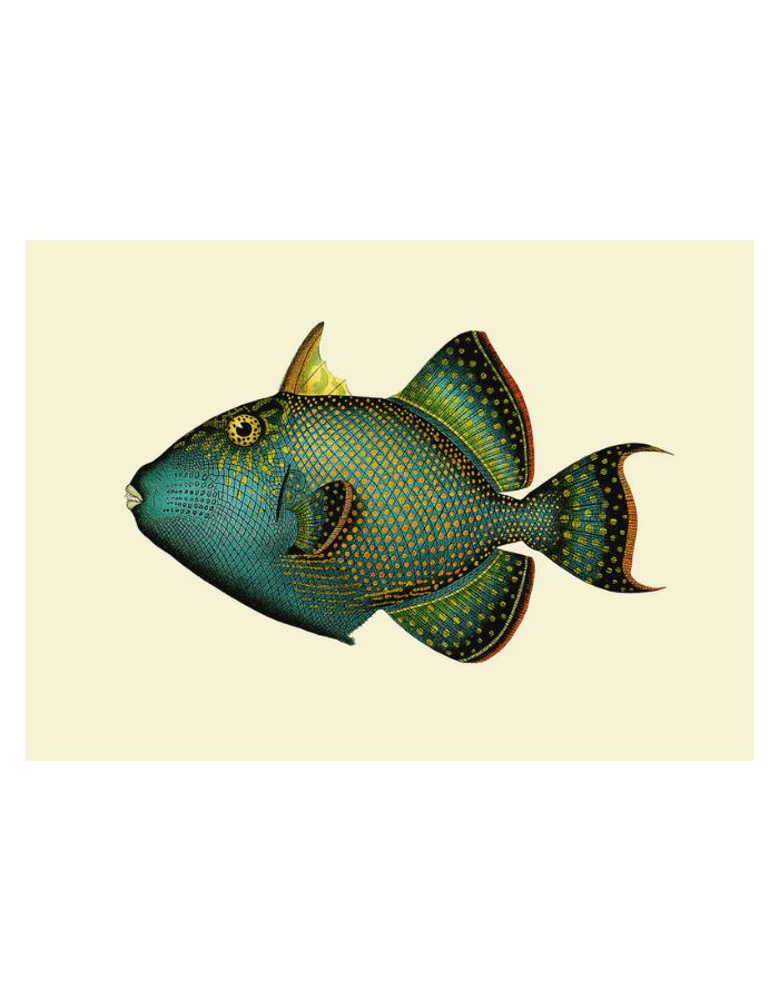 trinity-illustration-encadree-trigger-fish-the-dybdahl-co-3