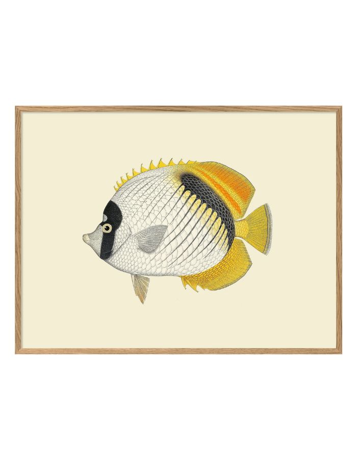 trinity-illustration-encadree-yellow-fin-the-dybdahl-co-1