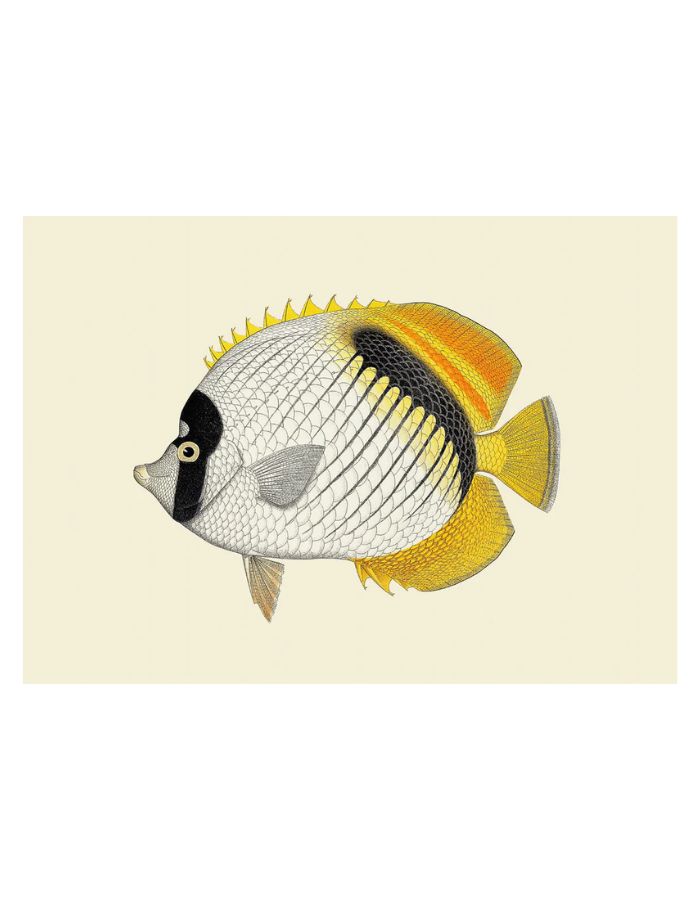 trinity-illustration-encadree-yellow-fin-the-dybdahl-co-2