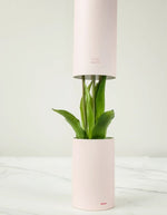 trinity-fausses-tulipes-nodito-blanches-2