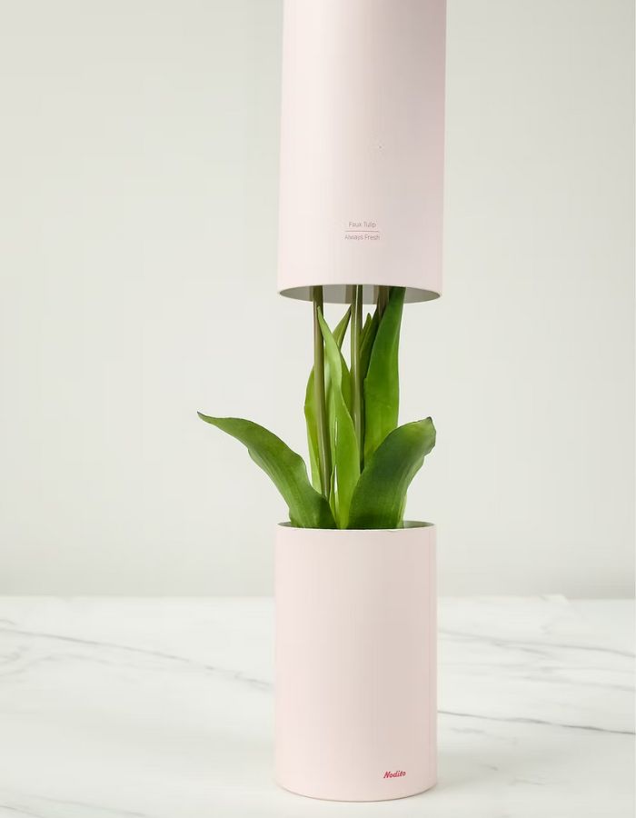 trinity-fausses-tulipes-nodito-jaunes-2