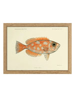 trinity-illustration-encadree-blotched-bigeye-the-dybdahl-co-1