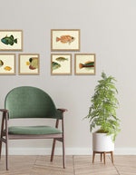 trinity-illustration-encadree-blotched-bigeye-the-dybdahl-co-2