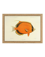 trinity-illustration-encadree-dotted-butterflyfish-the-dybdahl-co-1